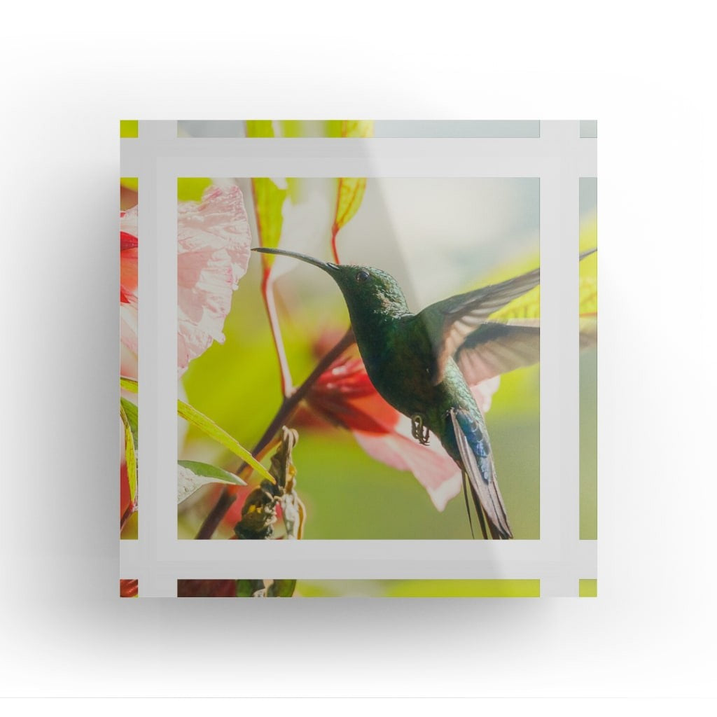 Colibri en vol