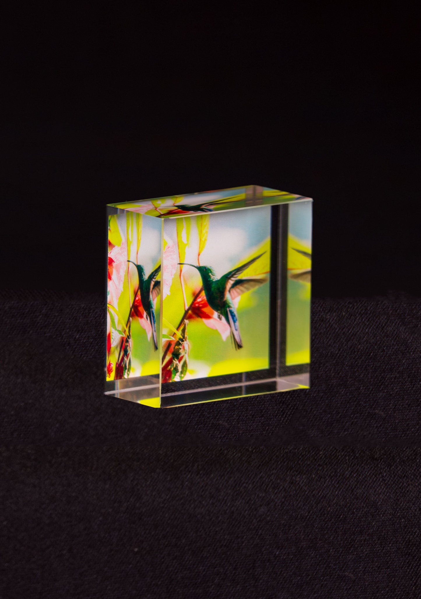 Colibri en vol