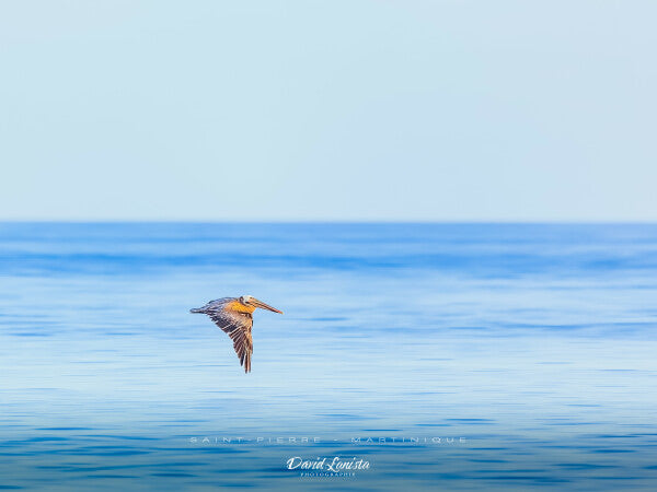 Pélican au ras de l'eau
