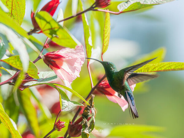 Colibri en vol