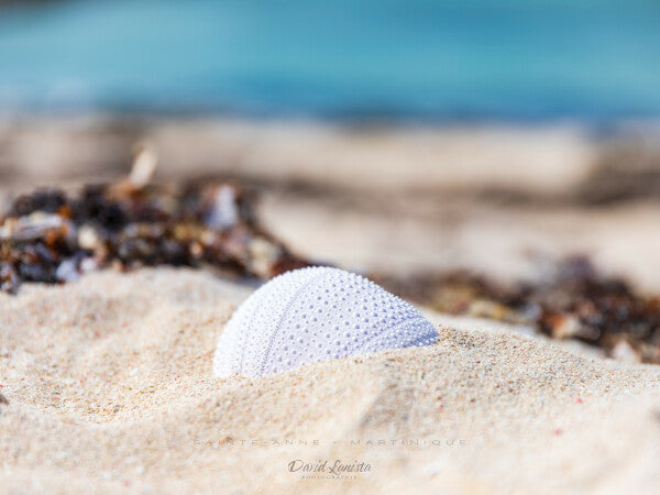 Coquille d'oursin