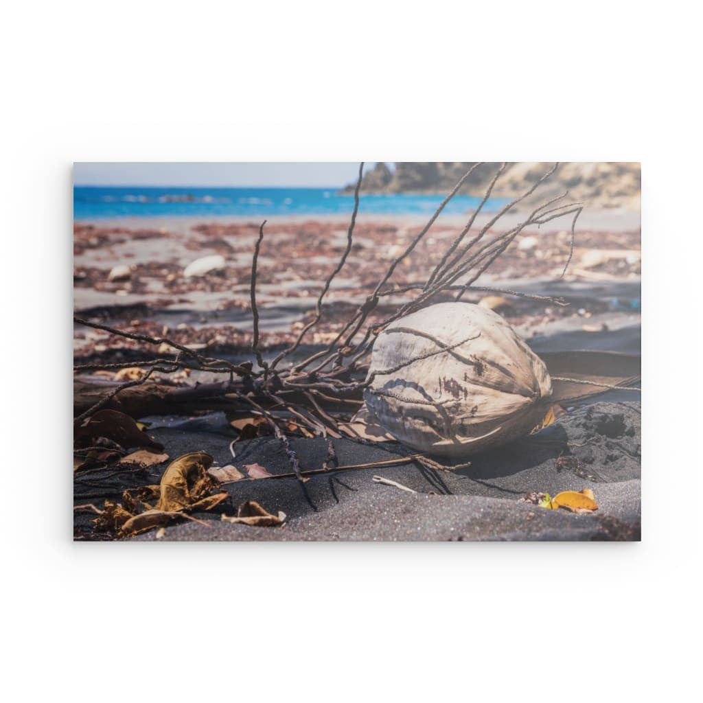 Noix de coco sur plage sauvage