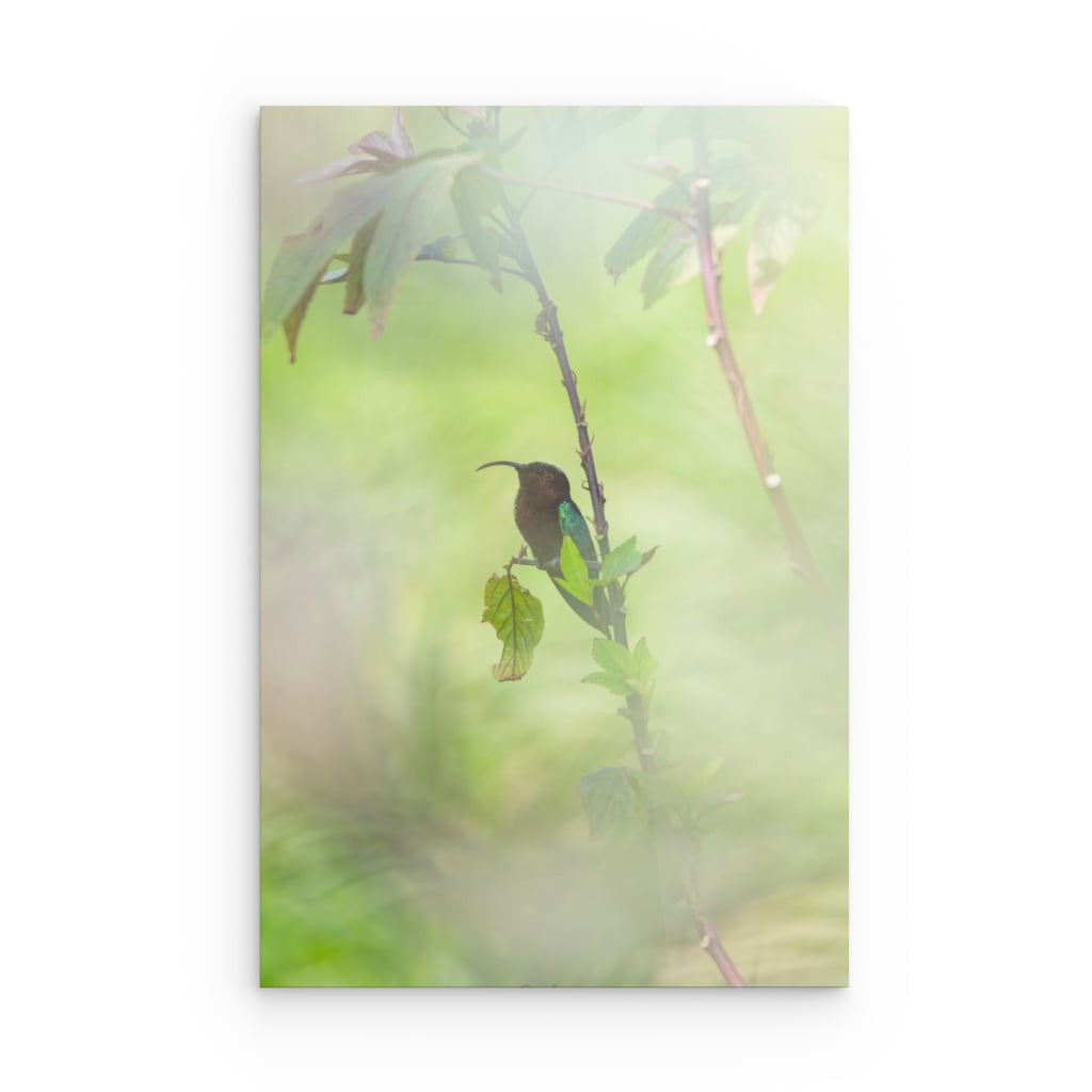 Colibri au repos
