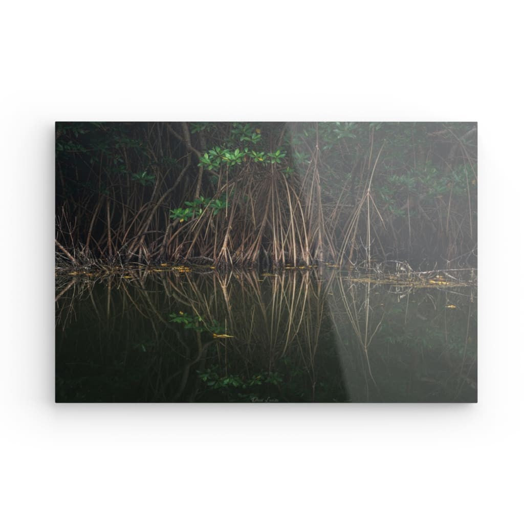 Mangrove & Reflets