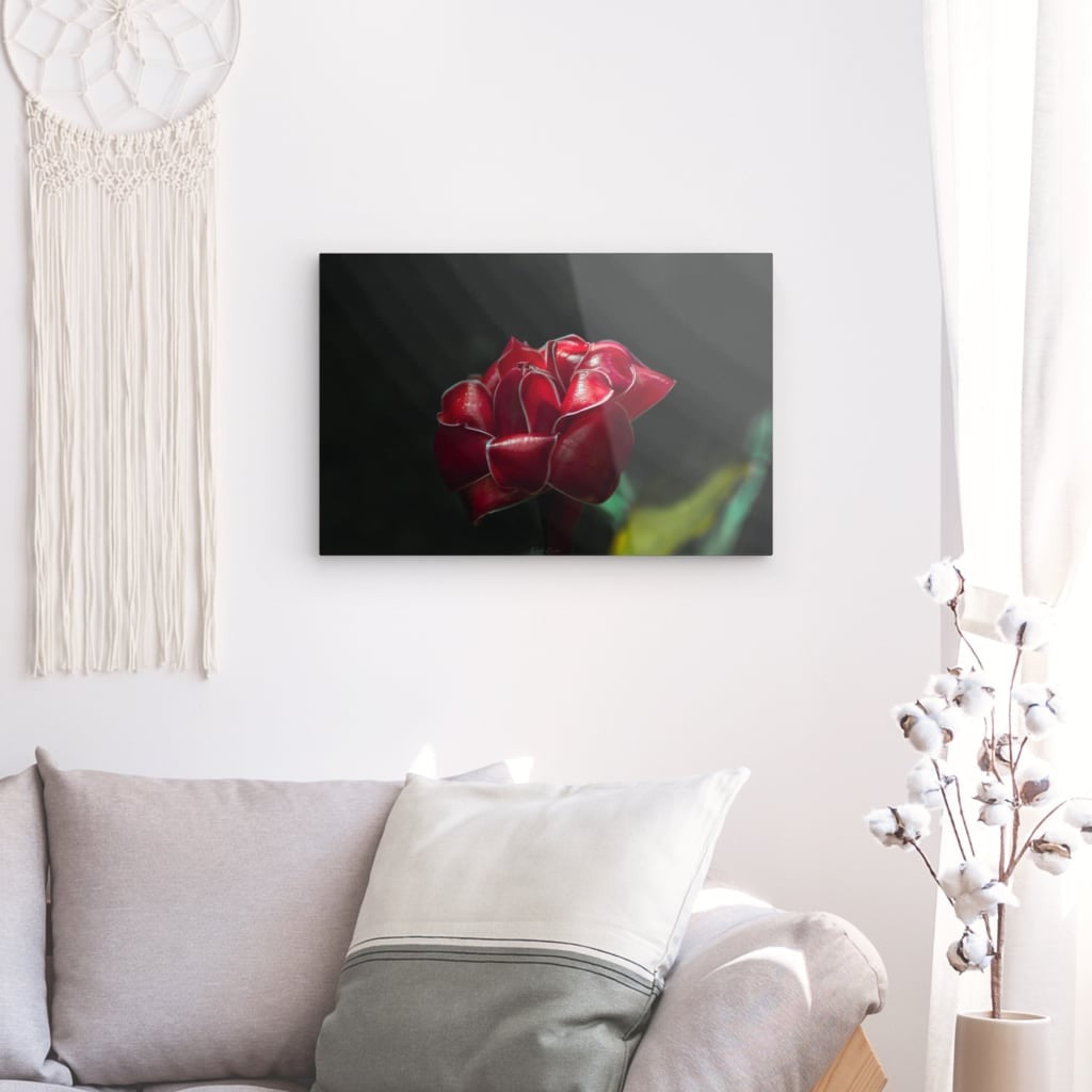 Rose de Porcelaine