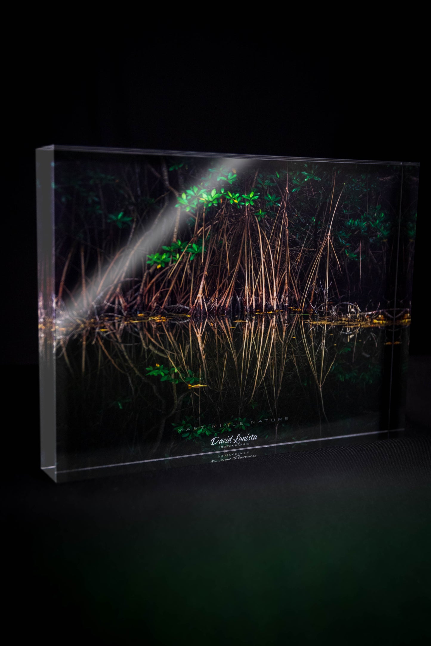 Mangrove & Reflets
