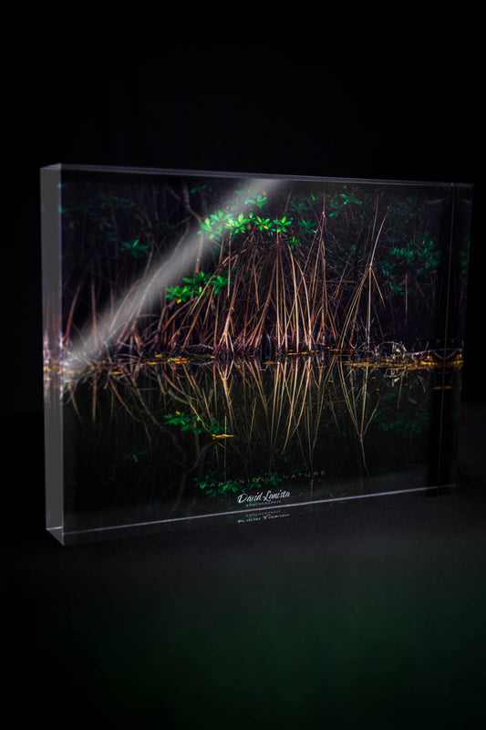 Mangrove & Reflets