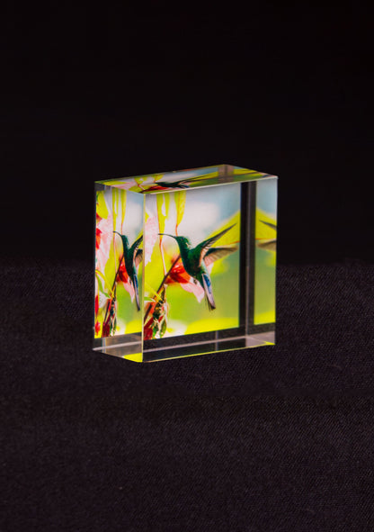 Colibri en vol