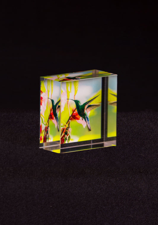 Colibri en vol