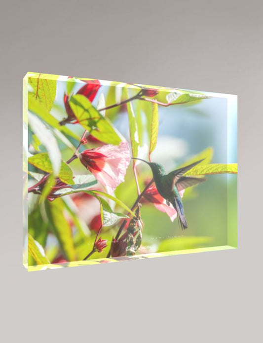 Colibri en vol