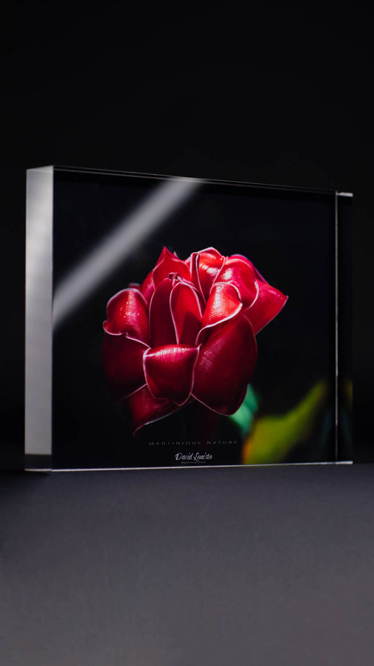 Rose de Porcelaine