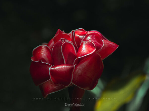 Rose de Porcelaine