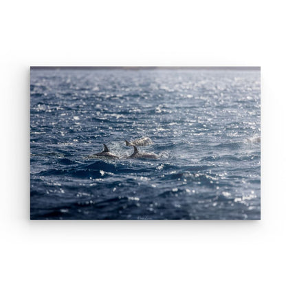 Dauphins au large de la côte Caraïbe