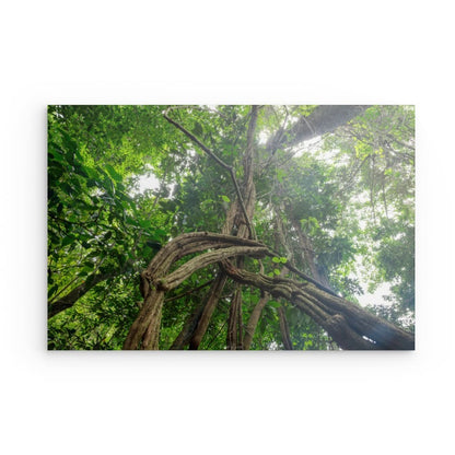 Lianes anciennes au Prêcheur