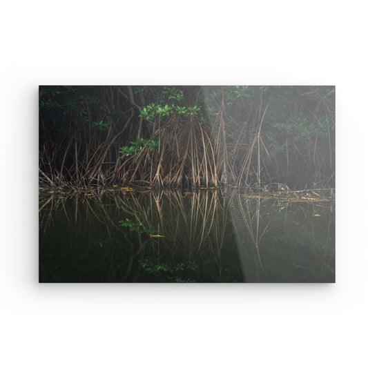 Mangrove & Reflets