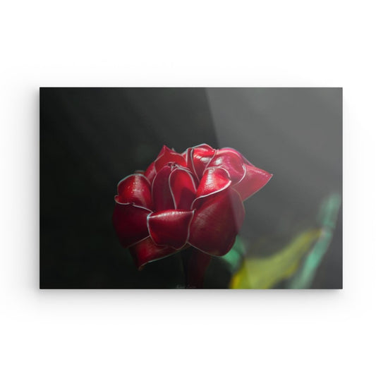 Rose de Porcelaine